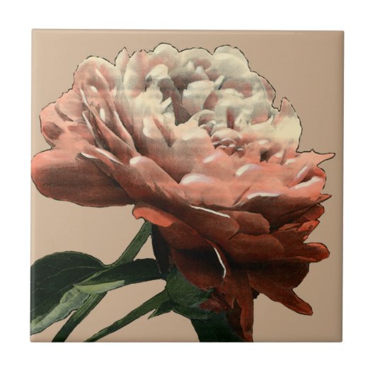 Ruby Red Rose with White Accents Tegeltje (Voorkant)