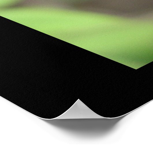 Ruby Red Zinnia Poster (Hoek)