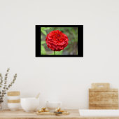 Ruby Red Zinnia Poster (Keuken)