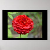 Ruby Red Zinnia Poster (Voorkant)