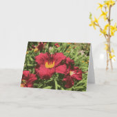 Ruby Spider Daylily Wet Flowers Lily Red Yellow Kaart (Gele Bloem)