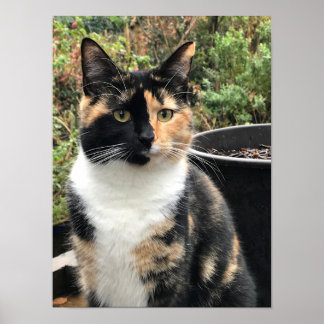 Ruby The Big Kitten, 20 maanden oud Poster