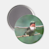 Ruby-throat Flutters Magnet (Voorkant / Achterkant)