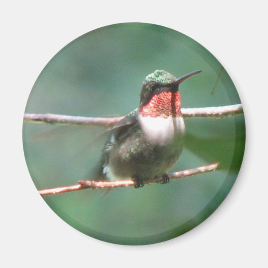 Ruby-throat Flutters Magnet (Voorkant)