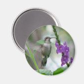 Ruby-throat Vervain Magnet (Voorkant / Achterkant)