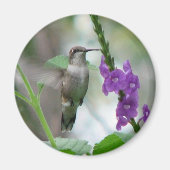 Ruby-throat Vervain Magnet (Voorkant)