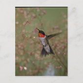 Ruby Throated Humming Bird Briefkaart (Voorkant)