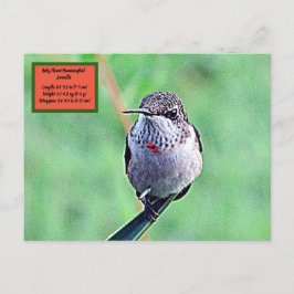 Ruby Throated Hummingbird 00Briefkaart Briefkaart