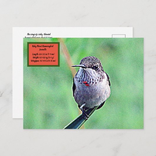 Ruby Throated Hummingbird 00Briefkaart Briefkaart (Voorkant / Achterkant)
