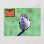 Ruby Throated Hummingbird 00Briefkaart Briefkaart (Voorkant)