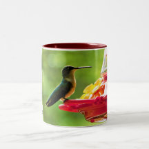 Ruby-Throated Hummingbird 11 oz Vogelfotografie
