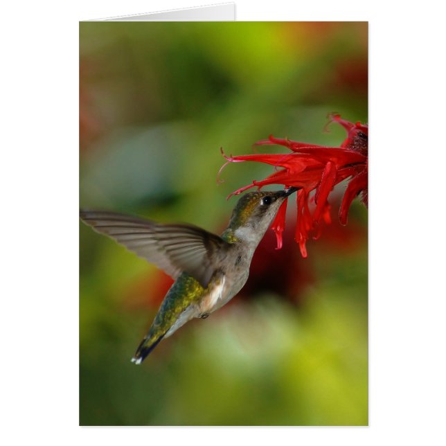 Ruby-Throated Hummingbird Archilochus Colubris (Voorkant)