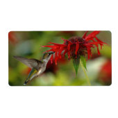 Ruby-Throated Hummingbird Archilochus Colubris Etiket (Voorkant)
