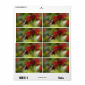 Ruby-Throated Hummingbird Archilochus Colubris Etiket (Full Sheet)