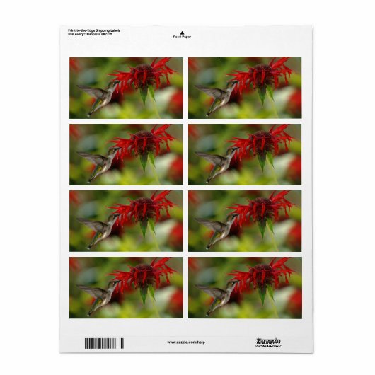 Ruby-Throated Hummingbird Archilochus Colubris Etiket (Full Sheet)