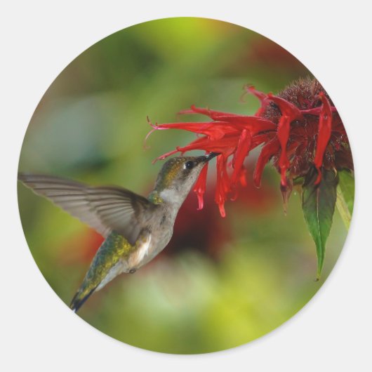 Ruby-Throated Hummingbird Archilochus Colubris Ronde Sticker (Voorkant)