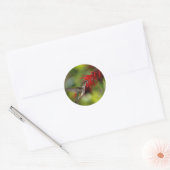 Ruby-Throated Hummingbird Archilochus Colubris Ronde Sticker (Envelop)
