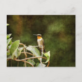 Ruby Throated Hummingbird Briefkaart (Voorkant)