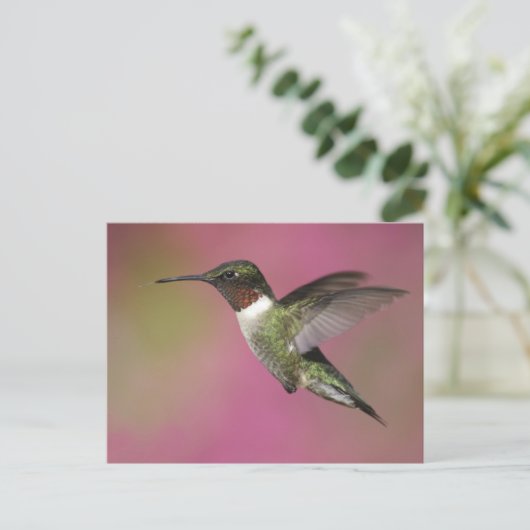 Ruby Throated Hummingbird Briefkaart (Staand voorkant)