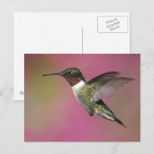 Ruby Throated Hummingbird Briefkaart (Voorkant / Achterkant)