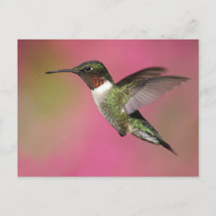 Ruby Throated Hummingbird Briefkaart