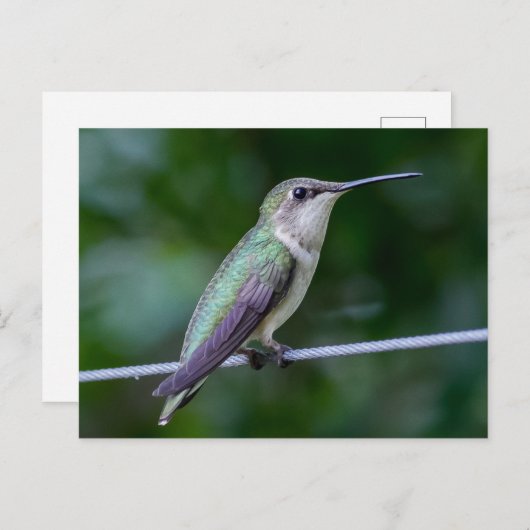 Ruby-throated Hummingbird Briefkaart (Voorkant / Achterkant)