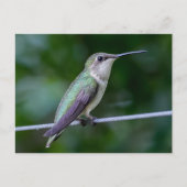 Ruby-throated Hummingbird Briefkaart (Voorkant)