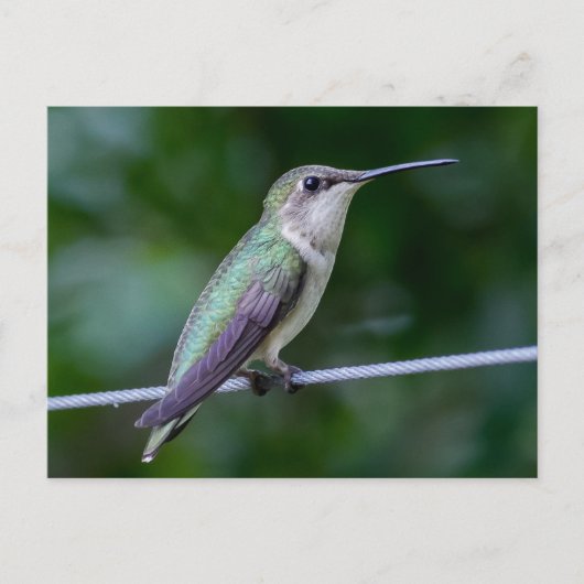 Ruby-throated Hummingbird Briefkaart (Voorkant)