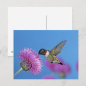 Ruby-throated Hummingbird Briefkaart (Voorkant / Achterkant)