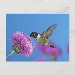 Ruby-throated Hummingbird Briefkaart