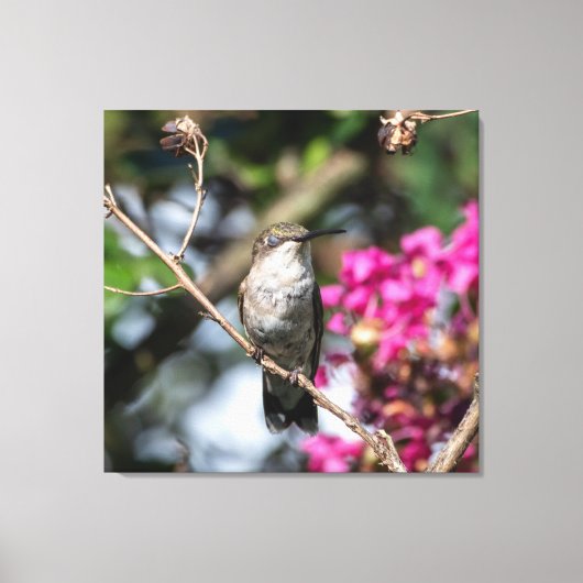 Ruby-Throated Hummingbird Canvas Afdruk (Voorkant)