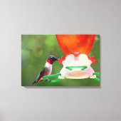 Ruby Throated Hummingbird Canvas Afdruk (Voorkant)