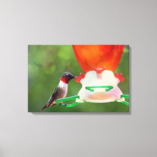 Ruby Throated Hummingbird Canvas Afdruk (Voorkant)