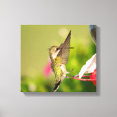 Ruby-Throated Hummingbird Canvas Afdruk (Voorkant)