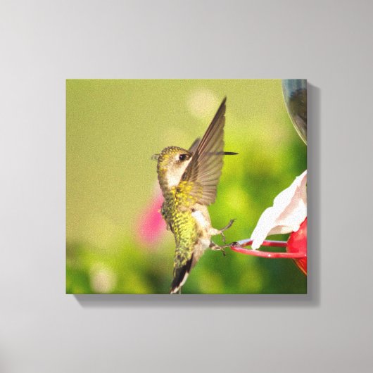 Ruby-Throated Hummingbird Canvas Afdruk (Voorkant)