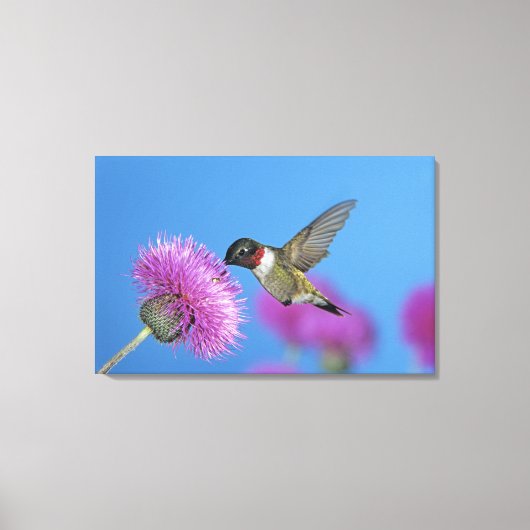 Ruby-throated Hummingbird Canvas Afdruk (Voorkant)