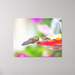 Ruby-Throated Hummingbird Canvas Afdruk