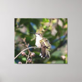 Ruby-Throated Hummingbird Canvas Afdruk (Voorkant)