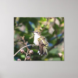 Ruby-Throated Hummingbird Canvas Afdruk