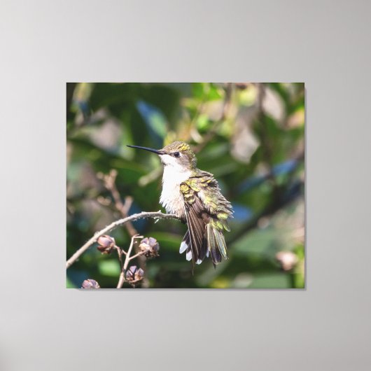 Ruby-Throated Hummingbird Canvas Afdruk (Voorkant)