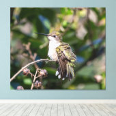 Ruby-Throated Hummingbird Canvas Afdruk (Insitu (Houten vloer))