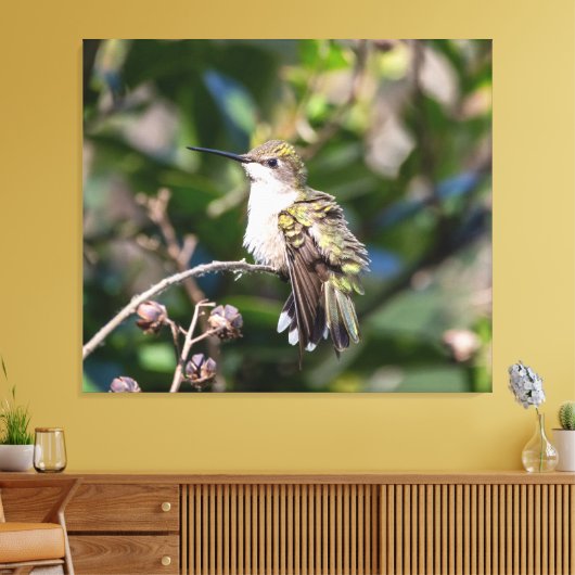 Ruby-Throated Hummingbird Canvas Afdruk (Insitu (Woonkamer))