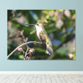 Ruby-Throated Hummingbird Canvas Afdruk (Insitu (Houten vloer))