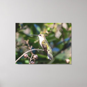 Ruby-Throated Hummingbird Canvas Afdruk
