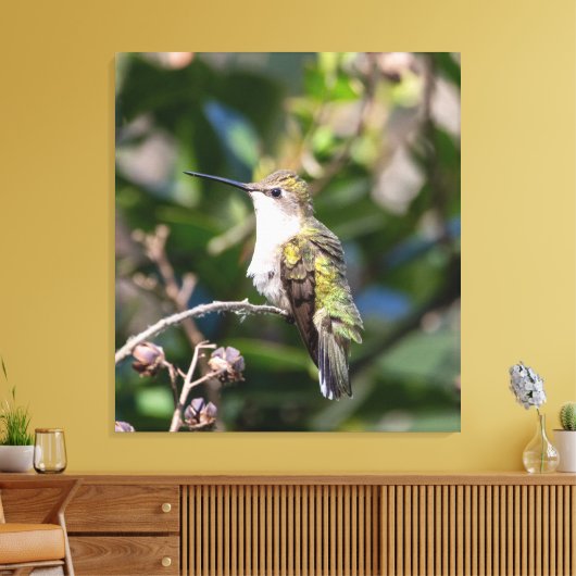 Ruby-Throated Hummingbird Canvas Afdruk (Insitu (Woonkamer))