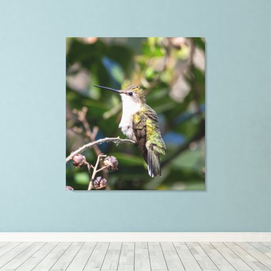 Ruby-Throated Hummingbird Canvas Afdruk (Insitu (Houten vloer))