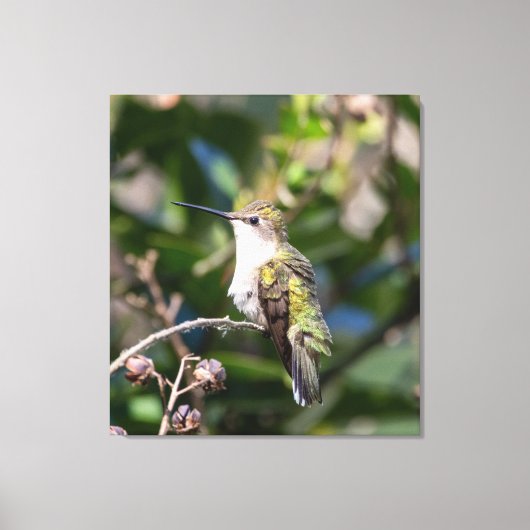 Ruby-Throated Hummingbird Canvas Afdruk (Voorkant)