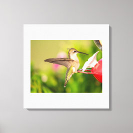 Ruby-Throated Hummingbird Canvas Afdruk