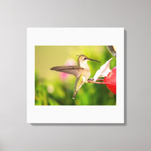 Ruby-Throated Hummingbird Canvas Afdruk (Voorkant)