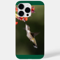 Ruby-Throated Hummingbird